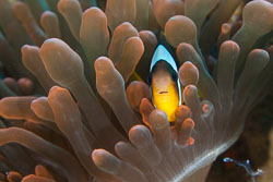 Damselfishes and Clownfishes Damselfishes and Clownfishes